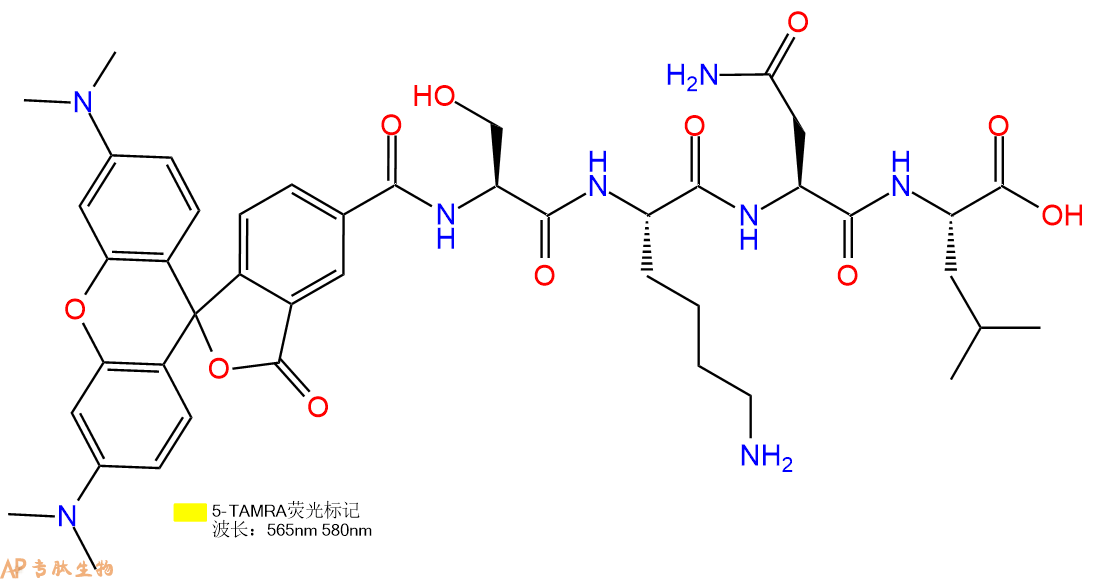 专肽生物产品5TAMRA-Ser-Lys-Asn-Leu-COOH