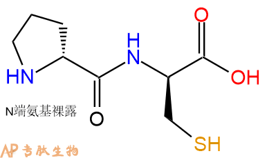 专肽生物产品H2N-DPro-DCys-OH