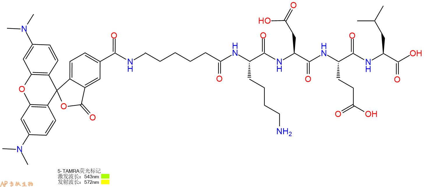 专肽生物产品5TAMRA-Ahx-Lys-Asp-Glu-Leu-OH