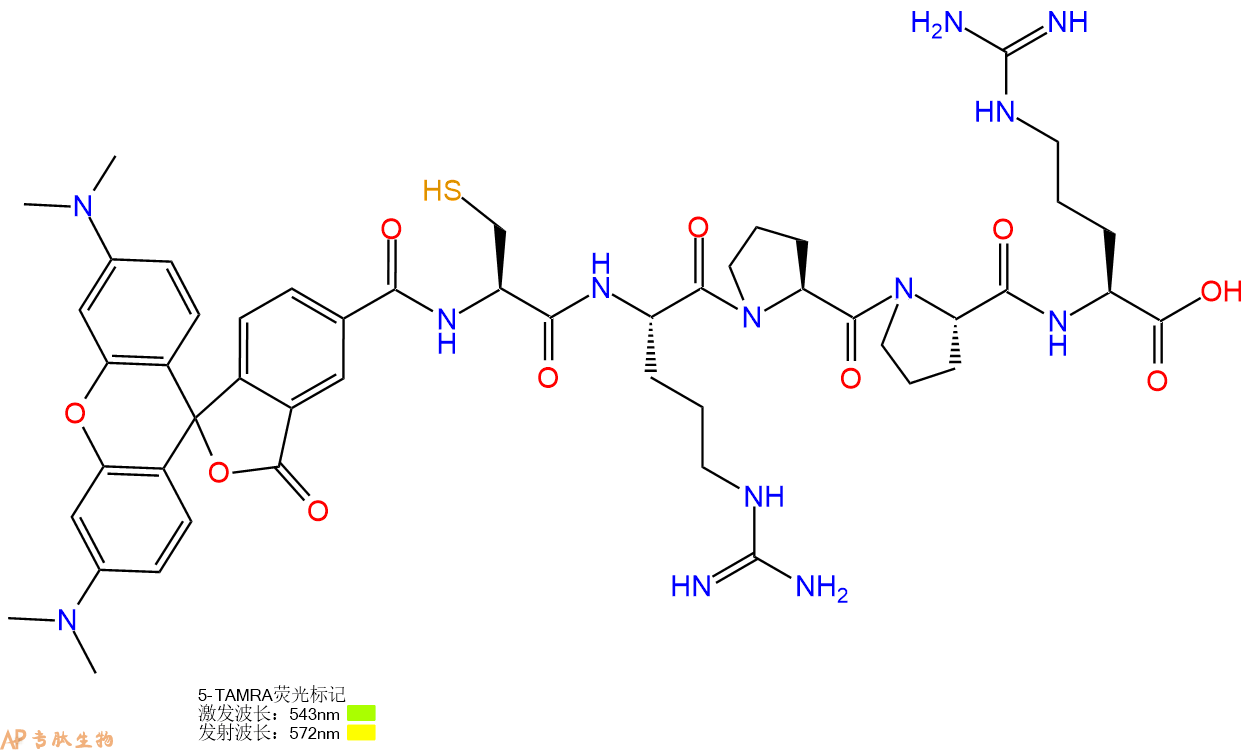 专肽生物产品5TAMRA-Cys-Arg-Pro-Pro-Arg-OH