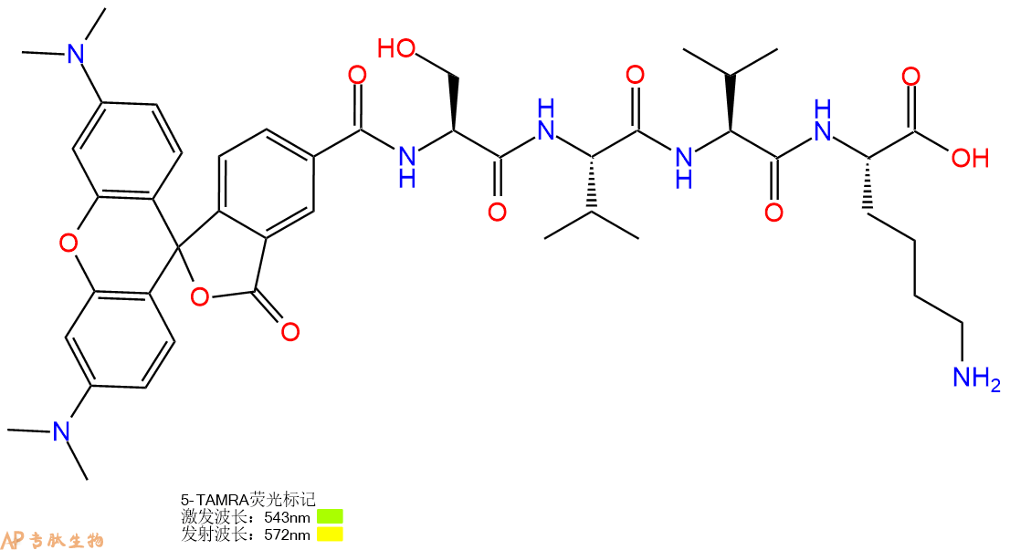 专肽生物产品5TAMRA-Ser-Val-Val-Lys-OH